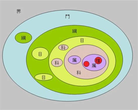 界門綱目科屬種查詢|界門綱目科屬種:分類系統,兩界,三界,四界,五界,兩總界。